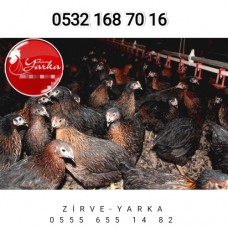 18 HAFTALIK ATAK-S ZİRVE YARKA KALİTESİYLE